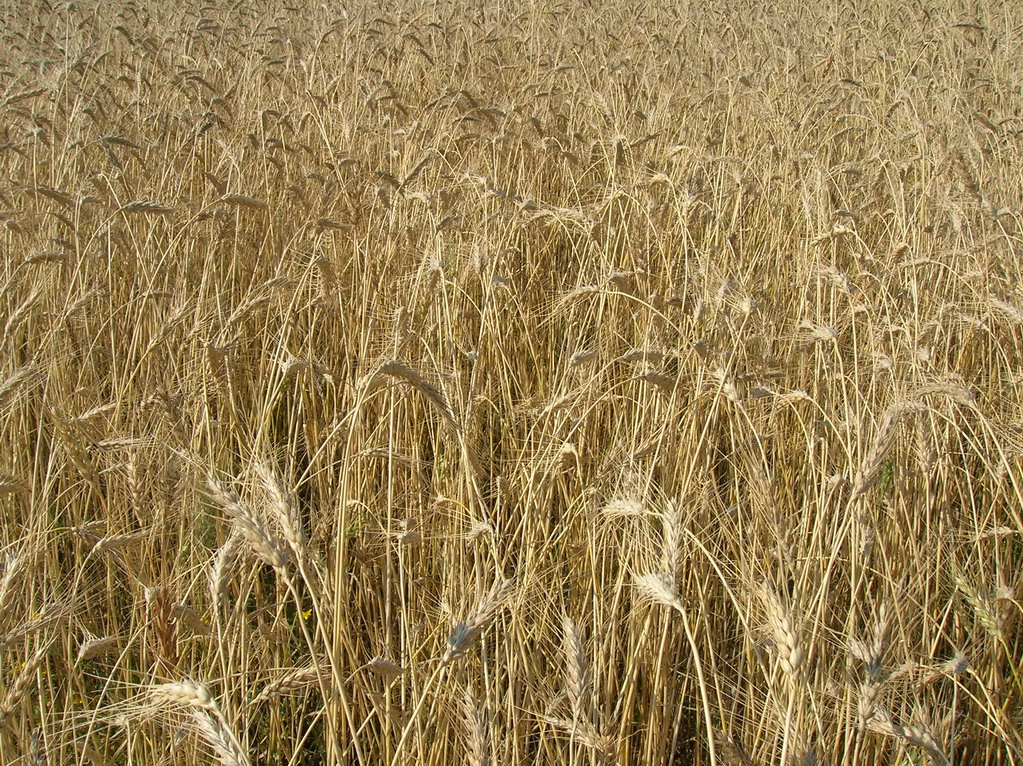 Close up of a field of grain