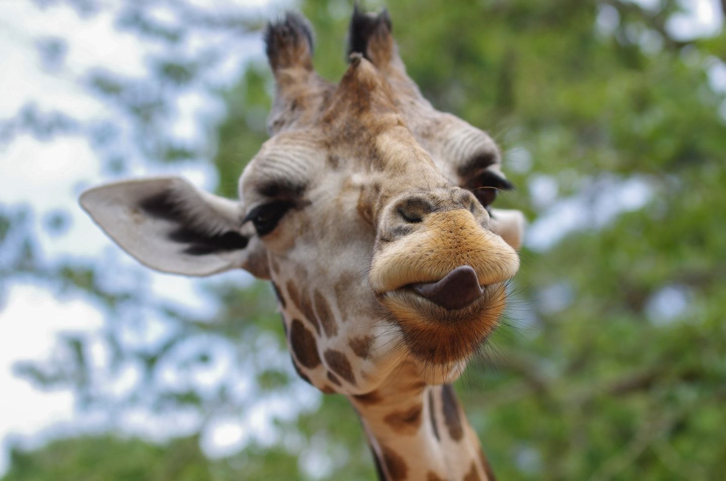 Giraffe with his tongue out