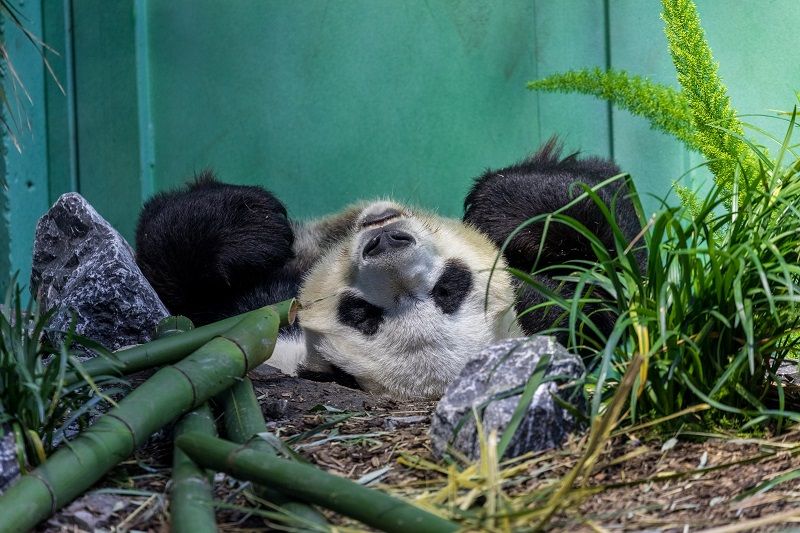 Panda relaxing