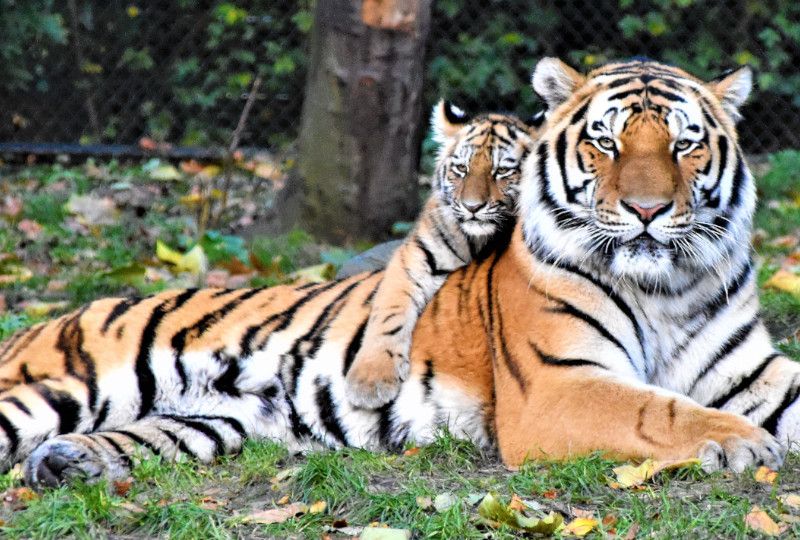 baby tiger on top of adult tiger