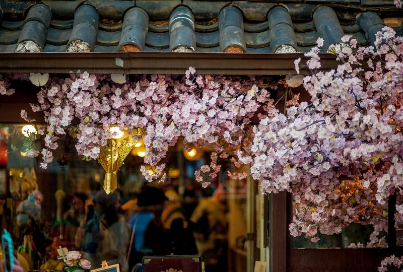 Cherry blossoms and roof shingles