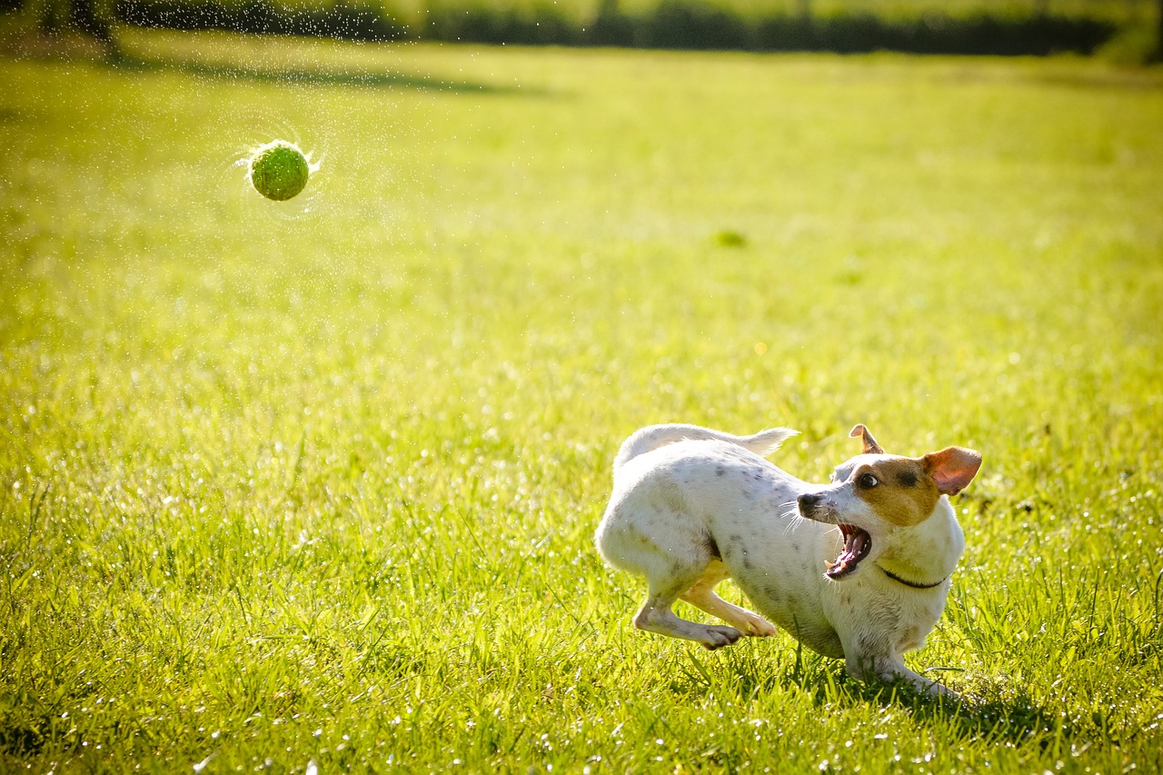 ball thrown at dog