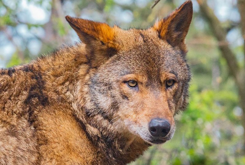 CLose up of a wolf's head