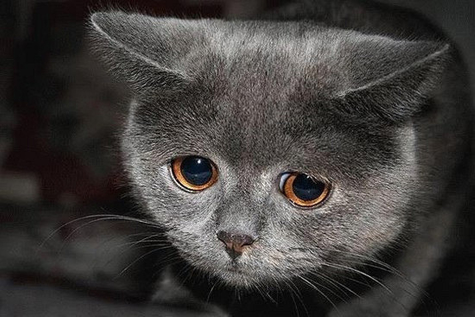 Emotive Language Sad Kitty