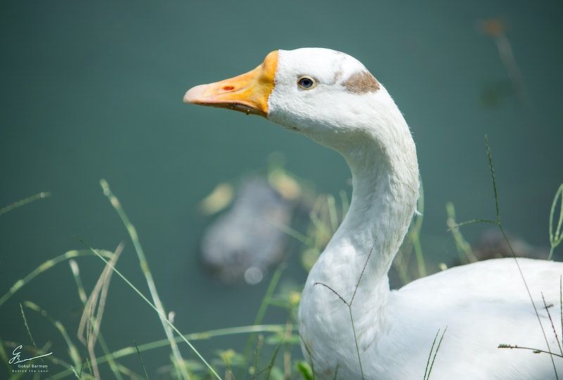 Goose