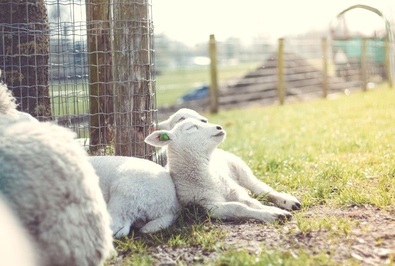 happy sheep in pen