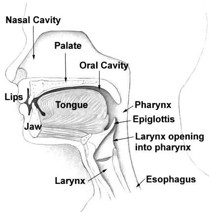 The nasal cavity