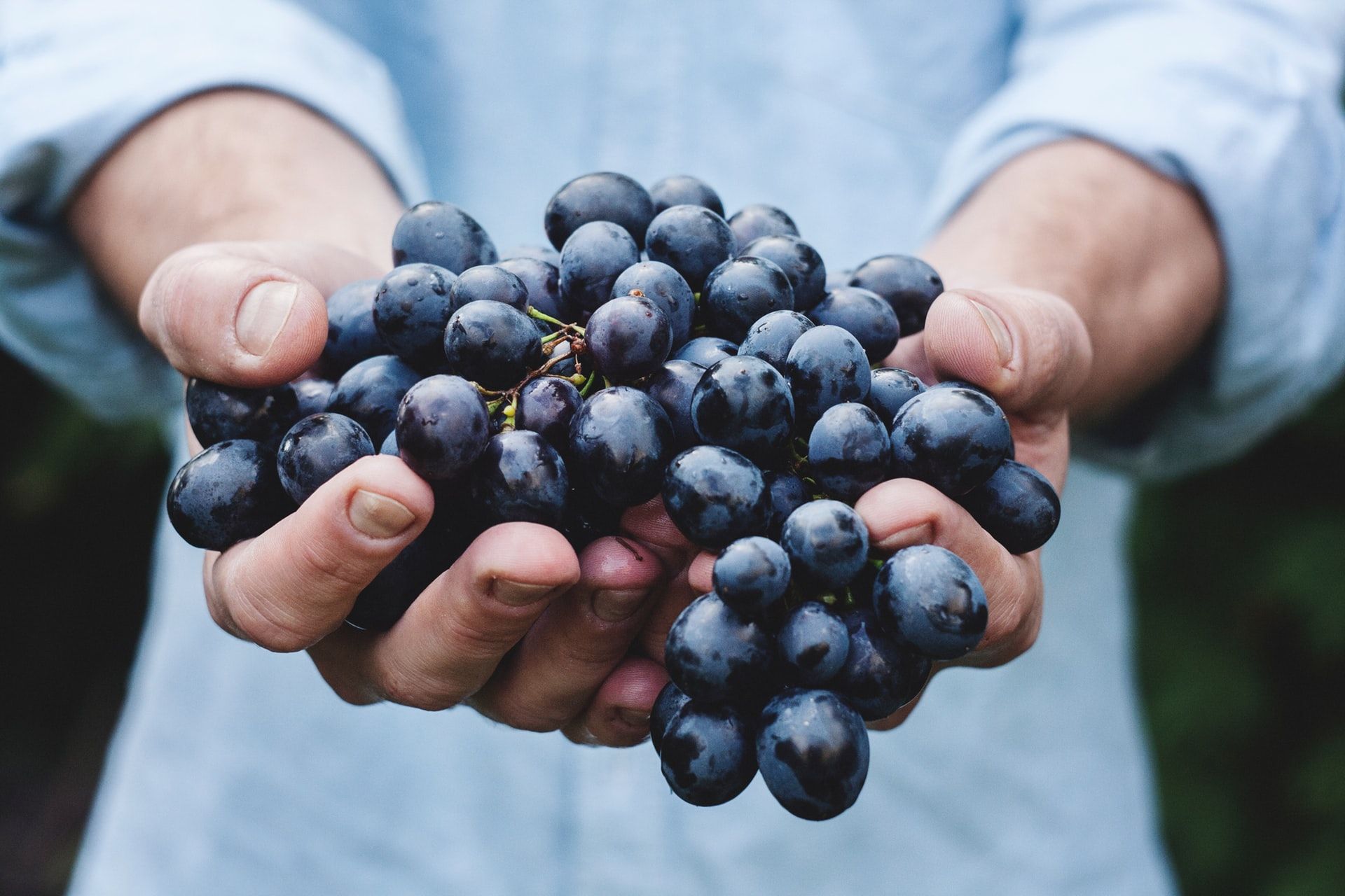 person holding purple grapes