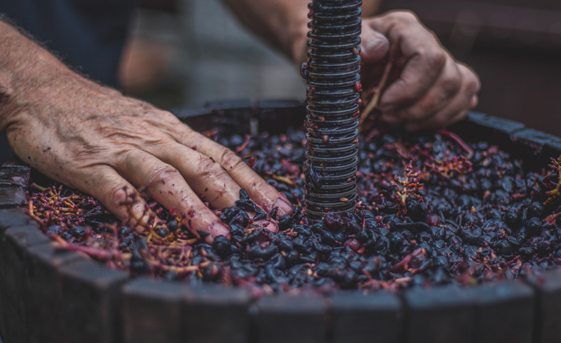 Making Wine Hands in Grapes