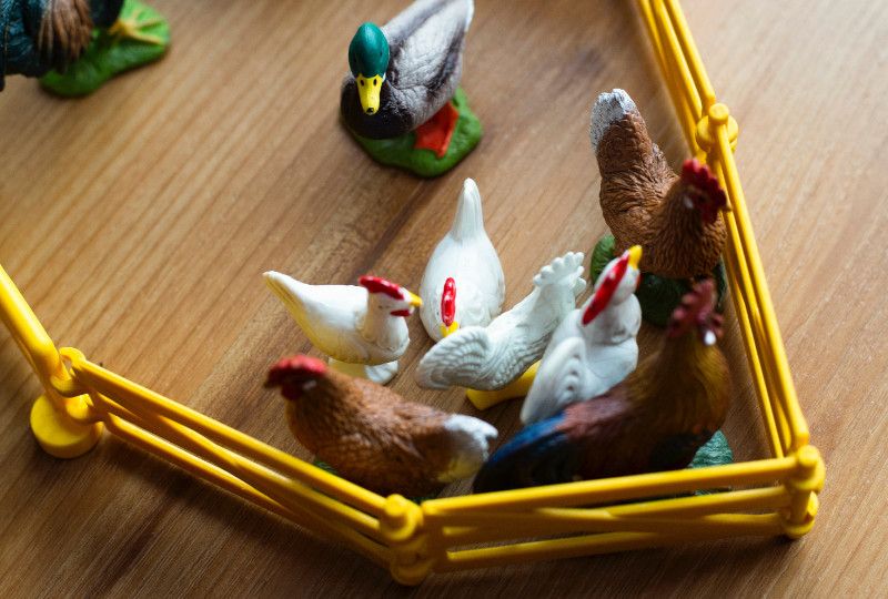 miniature chickens and ducks