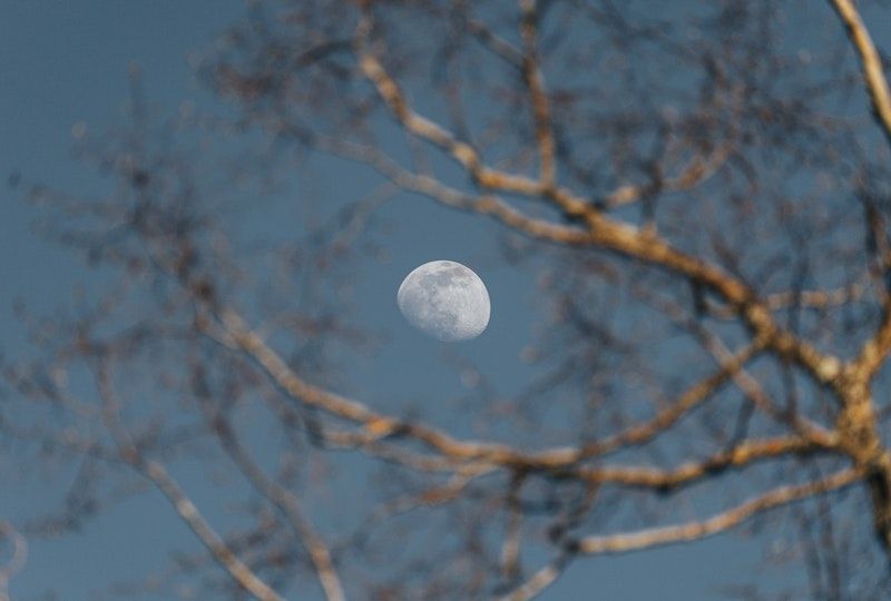 Moonlight Tree