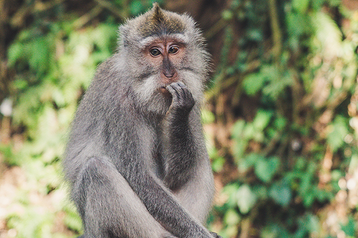 Nervous Language Learner Monkey