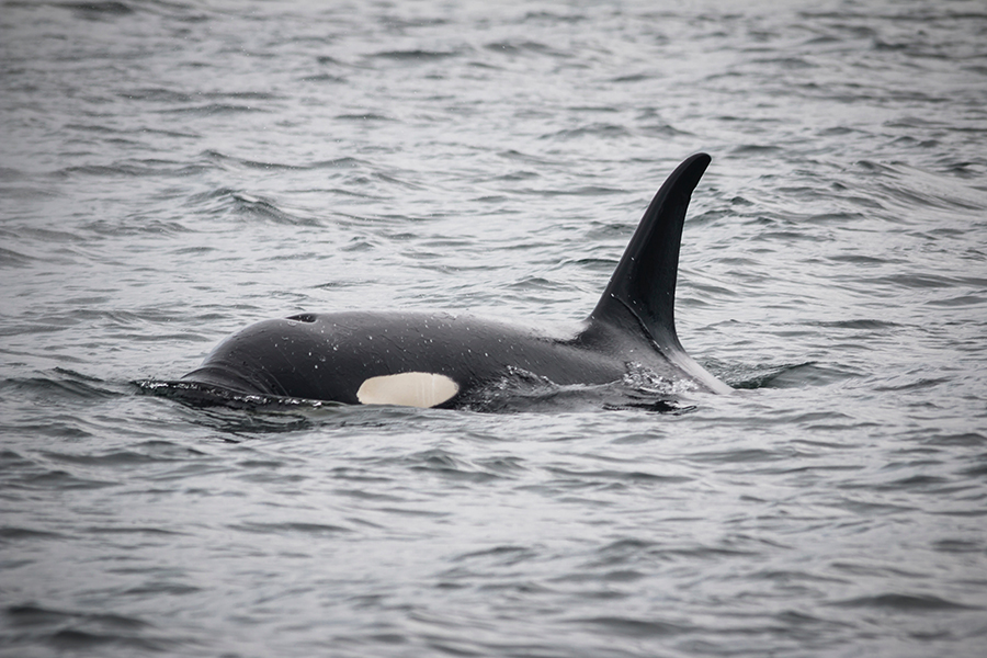 Orca Whale