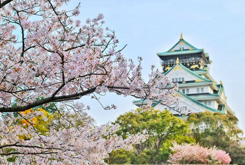 close up cherry blossom tree