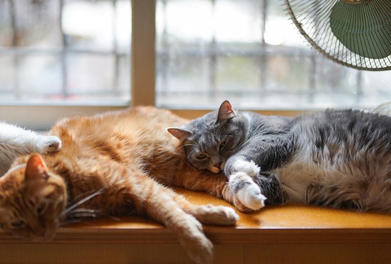 Three cats napping