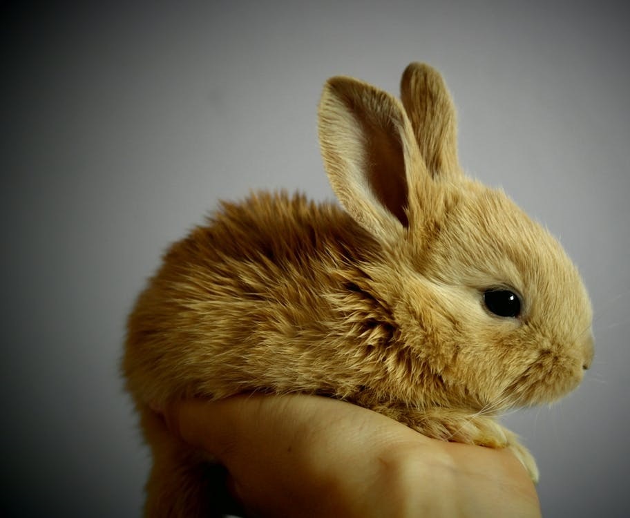 Cute rabbit, posed. Do the French make sense? No!