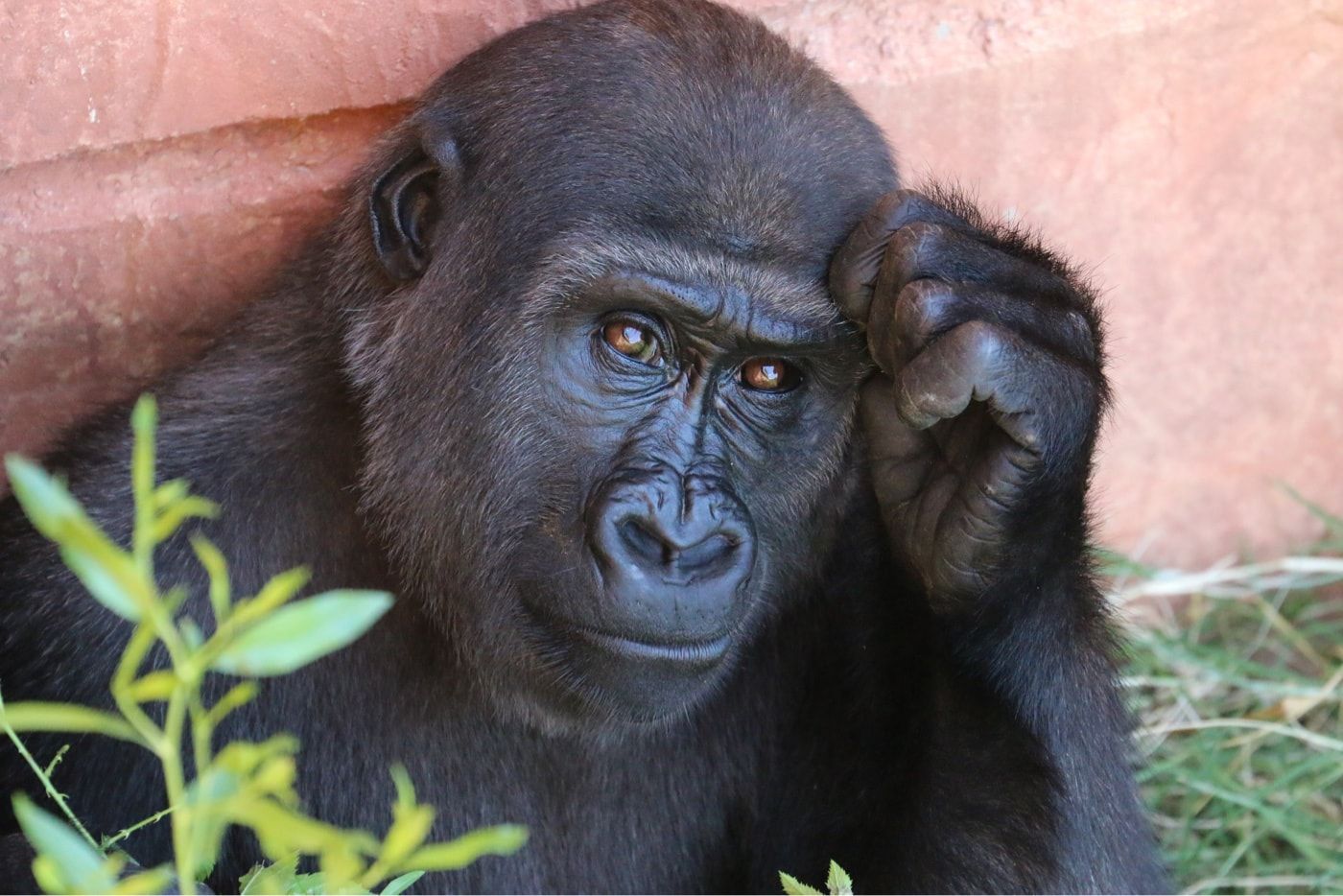 Thinking gorilla