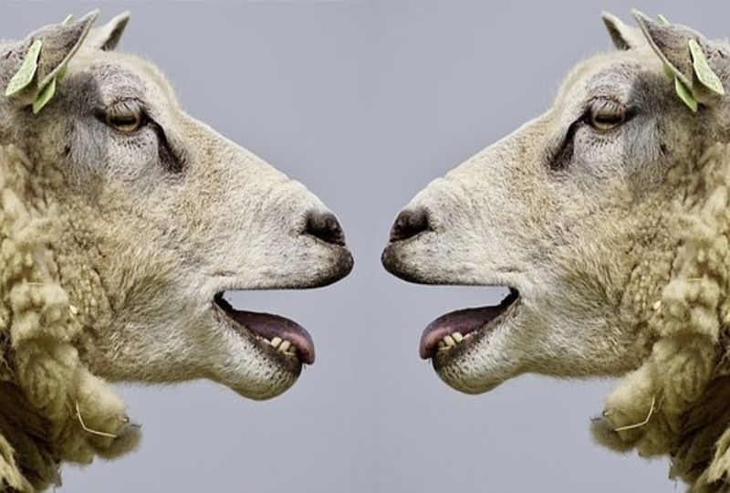 sheep talking