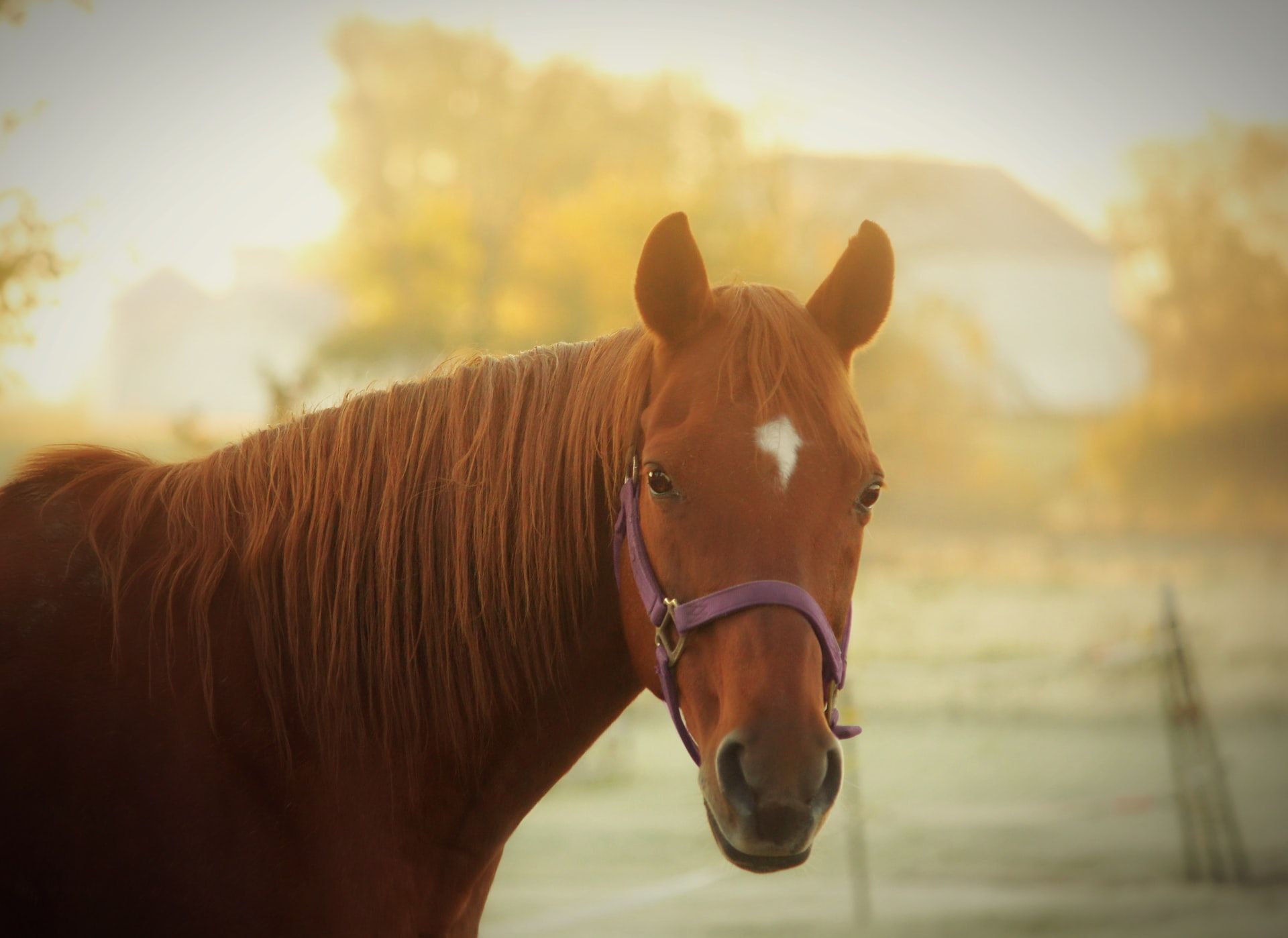 brown horse in the evening sun