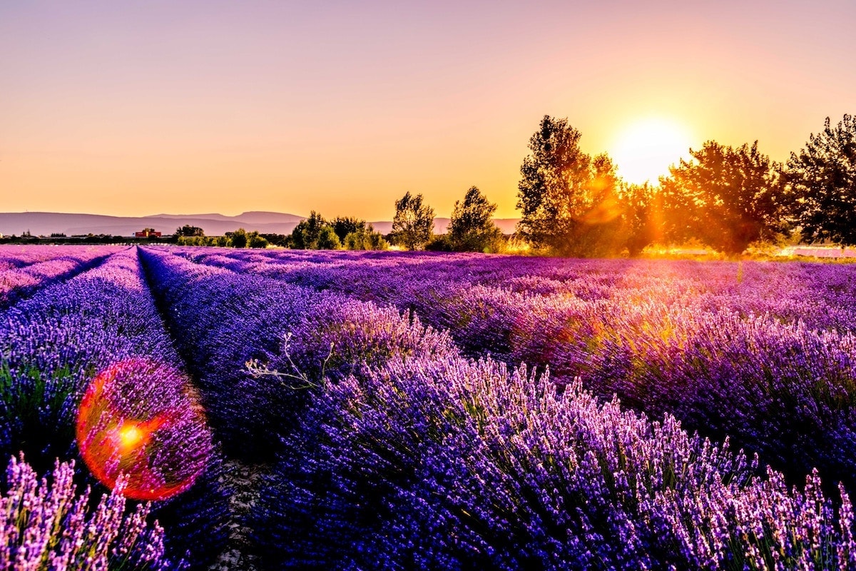 Lavender fields