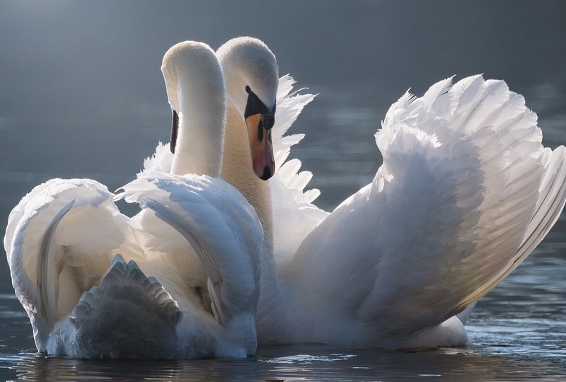 Swans