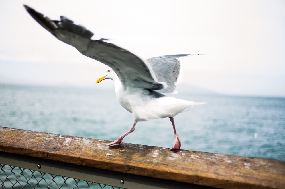 image two: bird walking gracefully