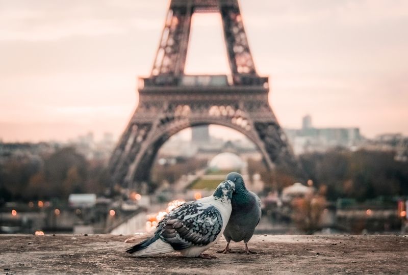 Two pigeons in front of Eiffel Tower