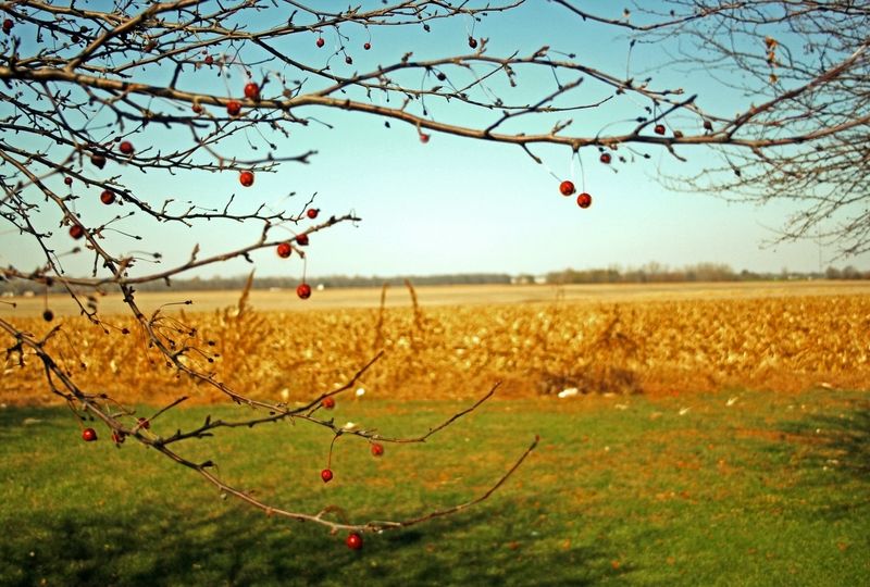 Flat Agricultural Regions Are Well Connected, Making Dialects More Homogeneous