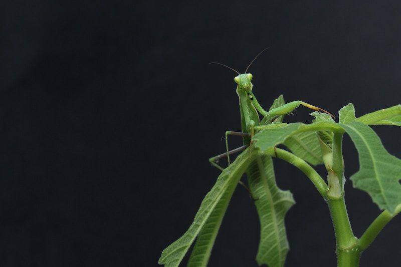 Praying Mantis