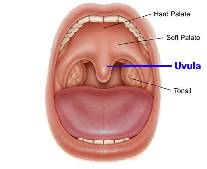 Uvula